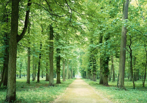 仟億達(dá)（831999）林業(yè)碳匯，還地球一片綠色